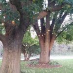 Backyard Wedding Ceremony