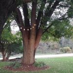 Backyard Wedding Ceremony