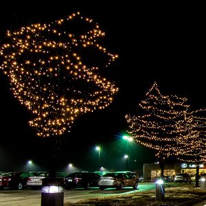 Canopy Wrap Trees